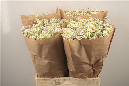 <h4>Tanacetum Single Vegmo</h4>