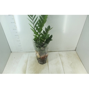 ZAMIOCULCAS P17