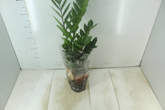 <h4>ZAMIOCULCAS P17</h4>