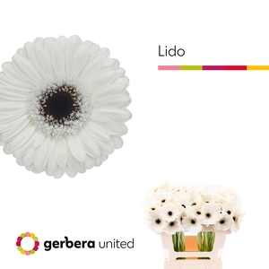 Germini Lido Water x60