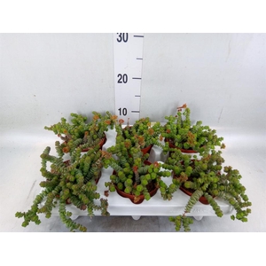 Crassula   ...