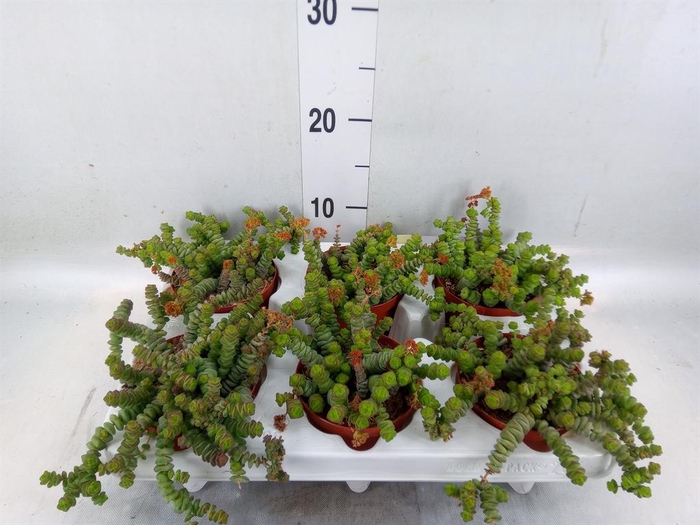 <h4>Crassula ...</h4>