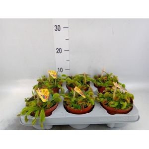 Dionaea muscipula