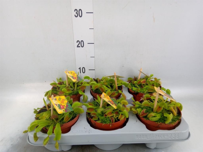 <h4>Dionaea muscipula</h4>