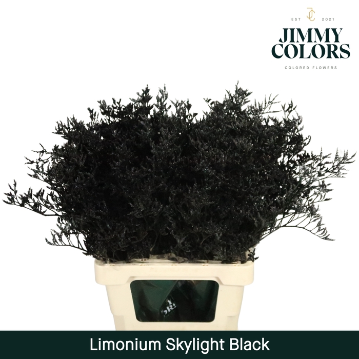 <h4>Limonium Skylight L70 Black</h4>