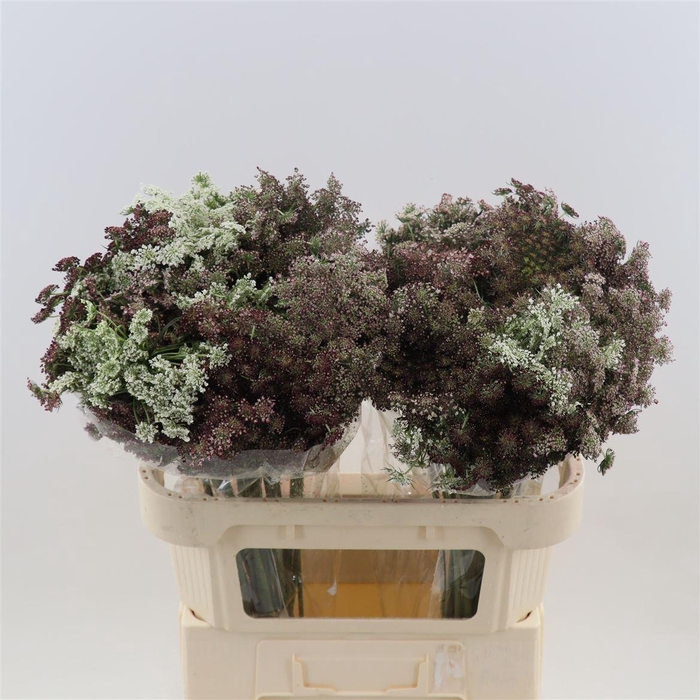 <h4>Daucus Dara</h4>