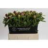 Paeonia Red Charm