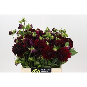 Dahlia Arabian Night