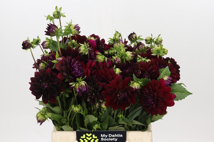 <h4>Dahlia Arabian Night</h4>