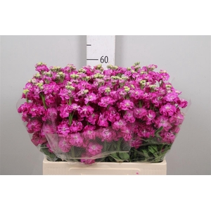 Matth Stox Deep Rose