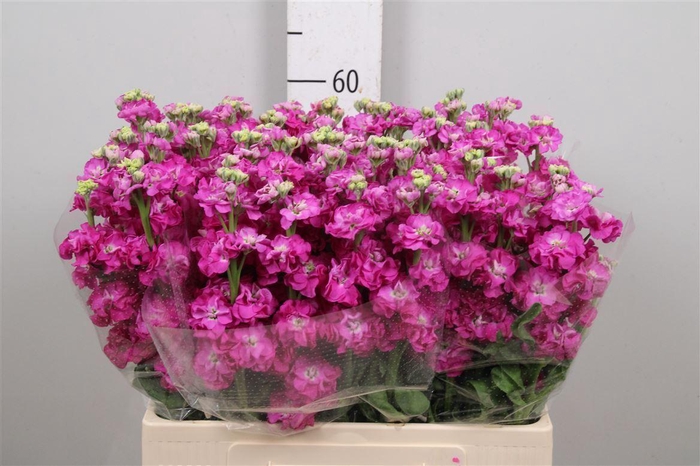 <h4>Matth Stox Deep Rose</h4>