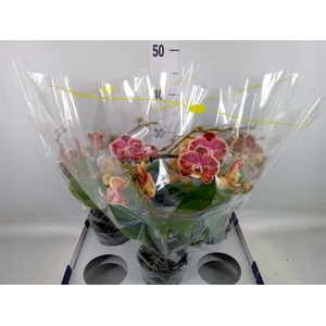 Phalaenopsis   ...