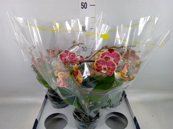 <h4>Phalaenopsis   ...</h4>