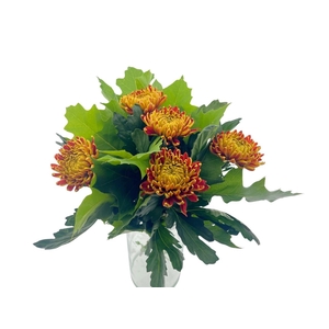BQ Chrysanthemum Autumn