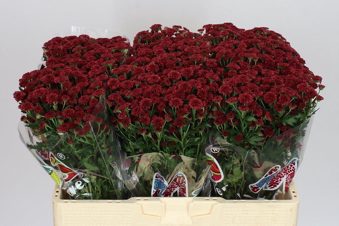 <h4>Sant Mad Red Tyolo</h4>