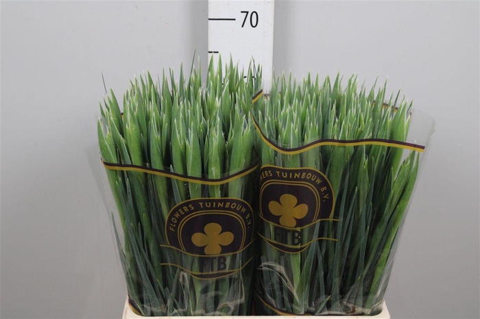 <h4>Iris Hong Kong</h4>