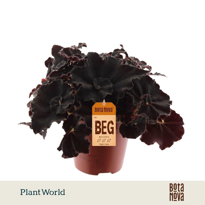 <h4>Begonia rex Dark Mambo</h4>