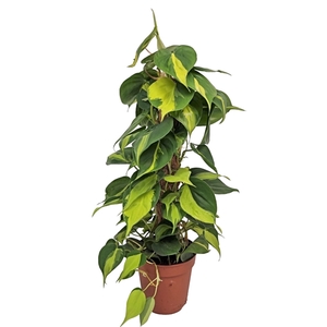 Philodendron Brasil Mosstok