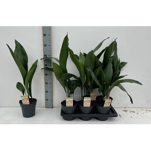 Aspidistra Elatior 17Ø 70cm 11pp