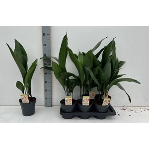 ASPIDISTRA ELATIOR