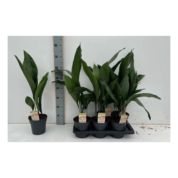 <h4>Aspidistra Elatior 17Ø 70cm 11pp</h4>