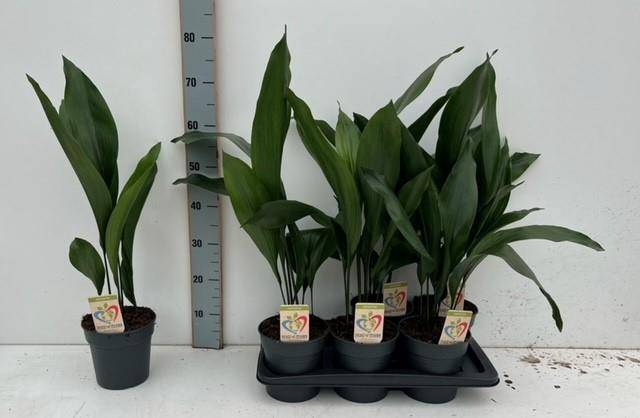 Aspidistra Elatior 17Ø 70cm 11pp