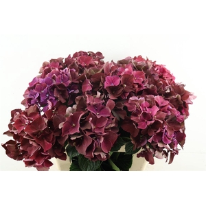 Hydr M Ruby Cerise 60-17