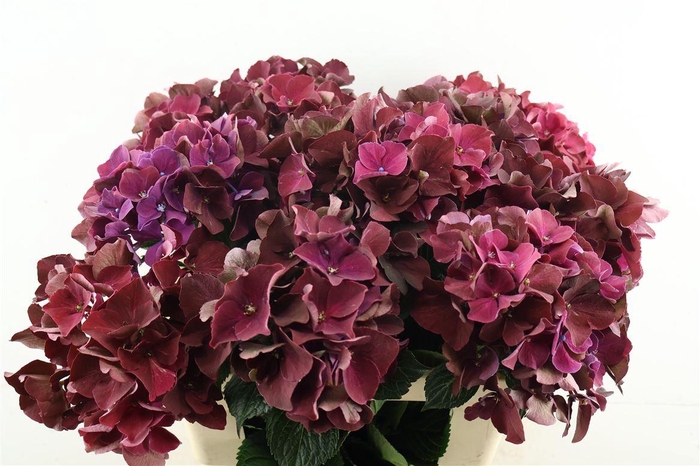 <h4>Hydr M Ruby Cerise 60-17</h4>