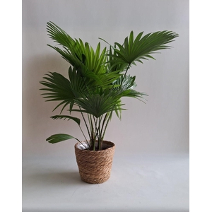 LIVISTONA ROTUNDIFOL