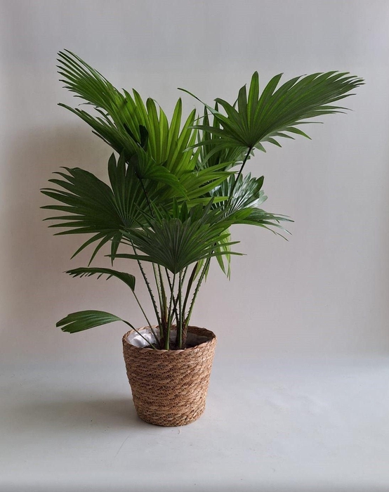 <h4>Livistona rotundifolia in mand Ella</h4>