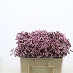 Limonium Safora Oshi Pink