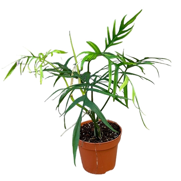 <h4>Philodendron Polypodioides</h4>