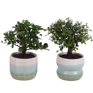 Bonsai Indoor Mix Ø 9cm Ball Shape in Ø11cm Ceramic FB675