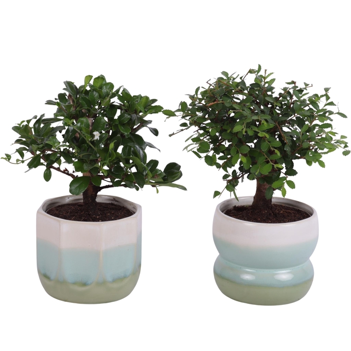 <h4>Bonsai Indoor Mix Ø 9cm Ball Shape in Ø11cm Ceramic FB675</h4>