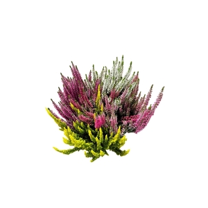 CALLU BL HI FIVE GEM
