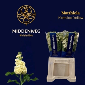 MATTH MATHILD YELLOW