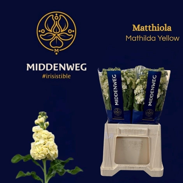 <h4>MATTH MATHILD YELLOW</h4>