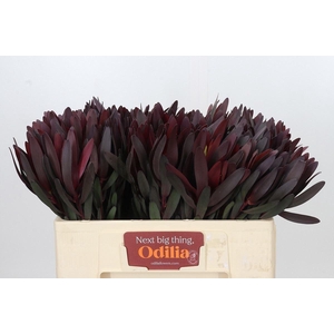 LEUCAD SAFARI SUNSET LEUCADENDRON S