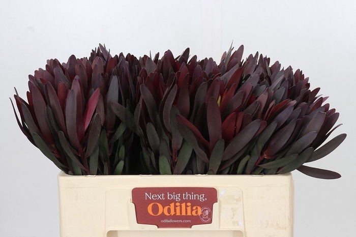 <h4>LEUCAD SAFARI SUNSET LEUCADENDRON S</h4>