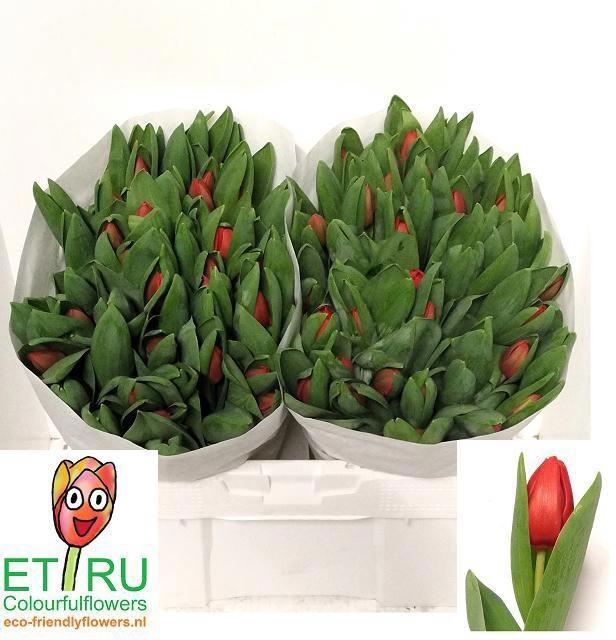 <h4>Tu En Escape</h4>