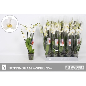 PHAL AN NOTTINGHAM