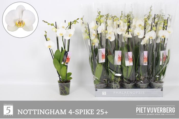 <h4>PHAL AN NOTTINGHAM</h4>