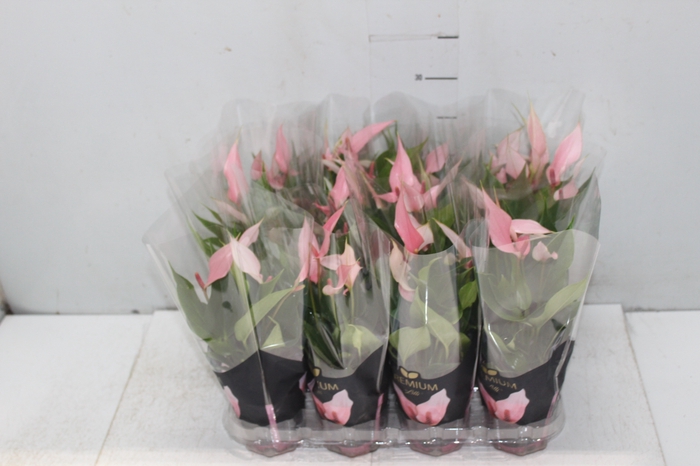 <h4>ANTHURIUM LILLI P09 PREMIUM</h4>