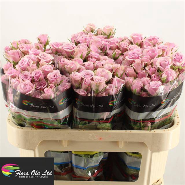 <h4>R Tr Leila Flora Ola</h4>