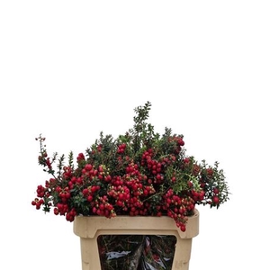 Gaultheria Mucronata
