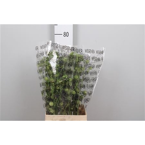 Lavatera Seed