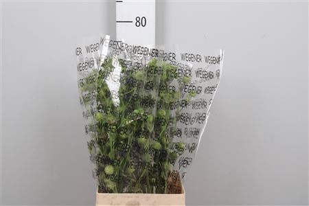 <h4>Lavatera Seed</h4>