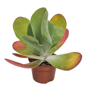 KALANCHOE THYRSIFL