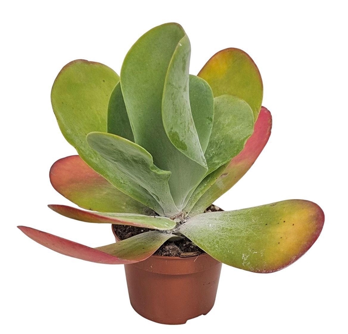<h4>KALANCHOE THYRSIFL</h4>