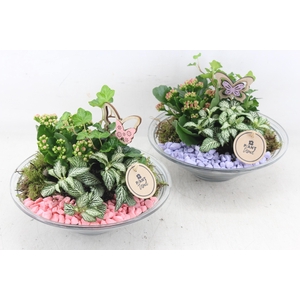 arr2 PL - Glas schaal 23cm - roze/lila